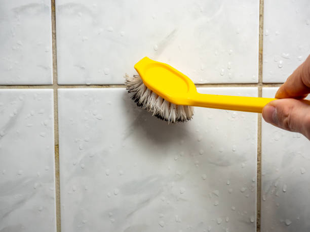 Best Home Mold Removal  in Chicopee, MA