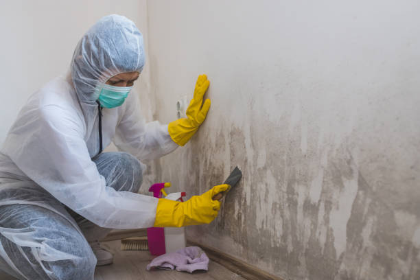 Best Mold Damage Repair  in Chicopee, MA