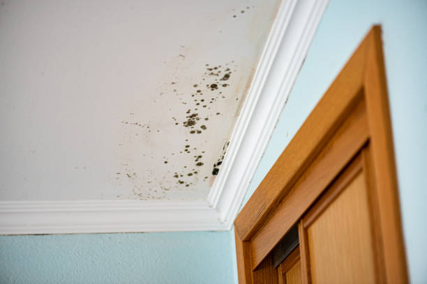 Home Mold Removal in Chicopee, MA