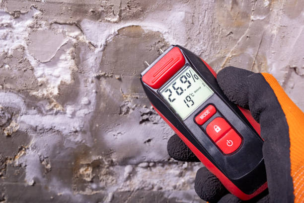 Best Mold Inspection  in Chicopee, MA