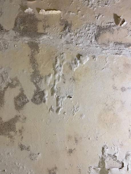 Chicopee, MA Mold Removal Company