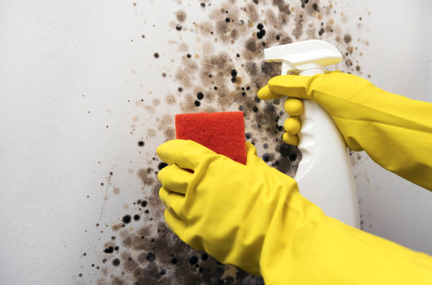 Best Office Mold Removal Services  in Chicopee, MA