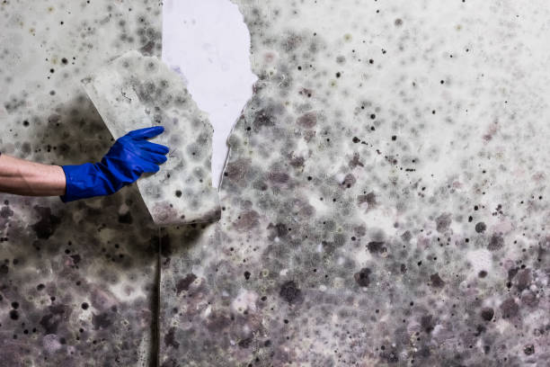 Best Mold Removal Specialists  in Chicopee, MA