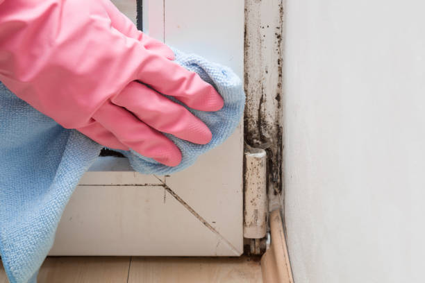 Best Residential Mold Removal  in Chicopee, MA