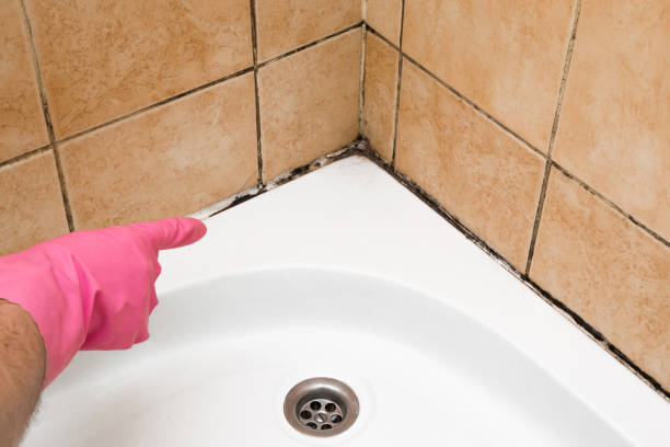Best Crawl Space Mold Removal  in Chicopee, MA